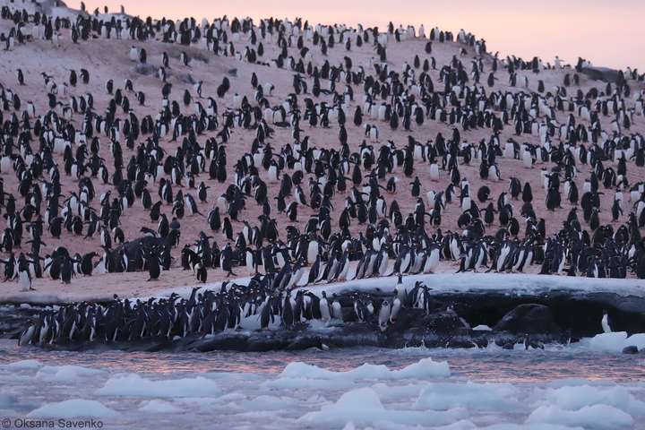 Біля української полярної станції зібралися тисячі пінгвінів (фото)