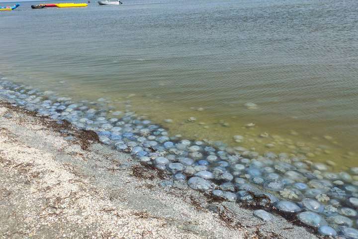 «Пекельна відпустка»: у Генічеську люди бояться купатися в морі через нашестя медуз (фото)