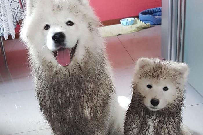 ����: glavcom.ua