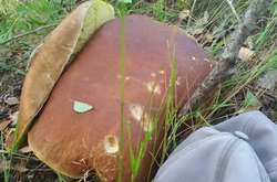 Чоловік відшукав у лісі на Рівненщині велетенський білий гриб (фото)