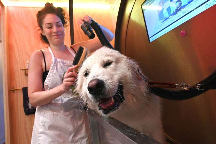 У Нью-Йорку відкрили «самомийку» для собак (фото)