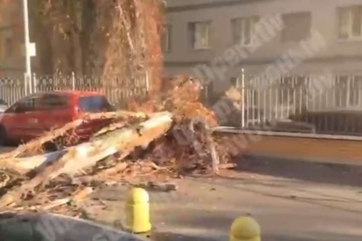 У Києві вітер вивернув дерево з корінням (відео)