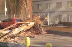 Ледь не прибило двох людей: з’явилося відео падіння величезного дерева в Києві