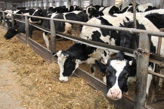 Уряд б'є на сполох: вітчизняні породи корів опинились на межі зникнення