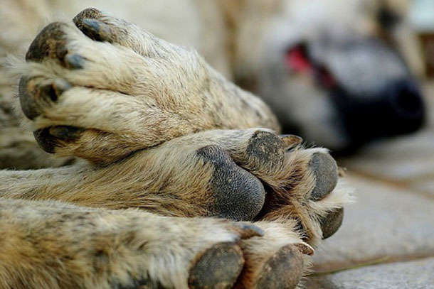 ����: glavcom.ua