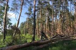 Коли в Україні висадять мільярд дерев? Уряд схвалив нову лісову стратегію 