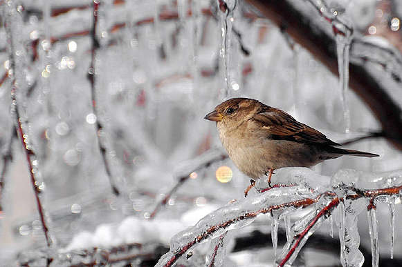 До -15 градусів: прогноз погоди в Україні на 12 січня