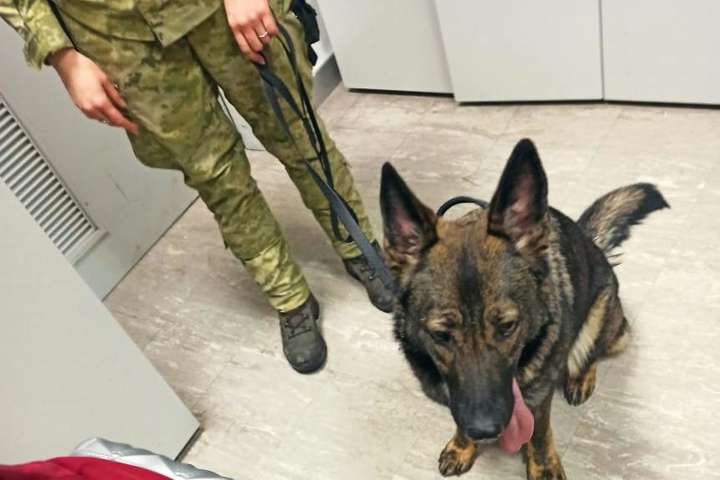 У «Борисполі» службовий пес прикордонників виявив майже дві тисячі наркопігулок (відео)