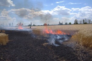 Миколаївщина: рашисти за день знищили 230 га врожаю пшениці 