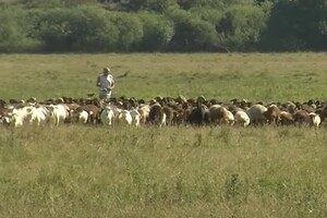Тікав від війни. Вівчар із Донеччини 50 км самотужки гнав 400 овець