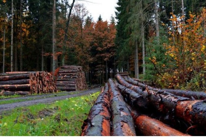Уряд ухвалив реформу лісової галузі