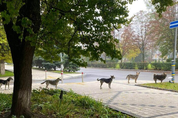 Собаки стали в очередь, чтобы поесть. Фото из Краматорска растрогало соцсети