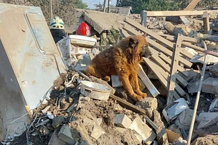 Помер пес Крим, який оплакував смерть господарів і став символом горя