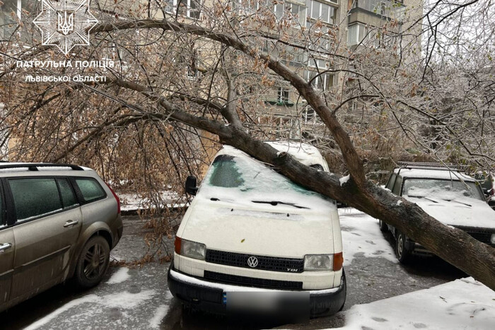 У Львові внаслідок негоди впало 119 дерев: пошкоджено 10 авто (фото)
