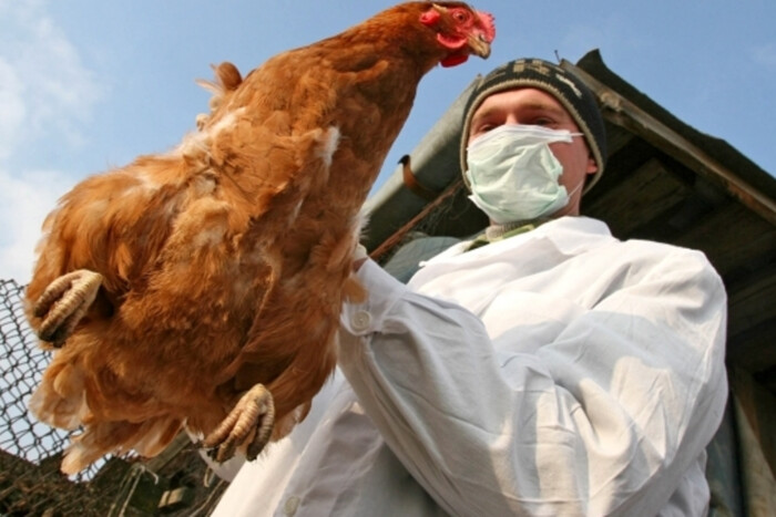ВООЗ попередила про загрозу пандемії пташиного грипу