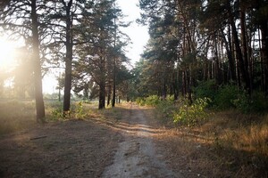 Активісти звільняють ліс: вилучено 20 приватних ділянок із Біличанського лісу