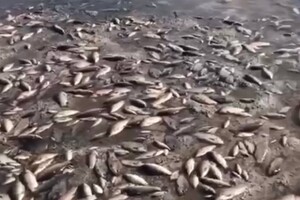 Знищення Каховської ГЕС. На Дніпропетровщині масовий мор риби (відео)