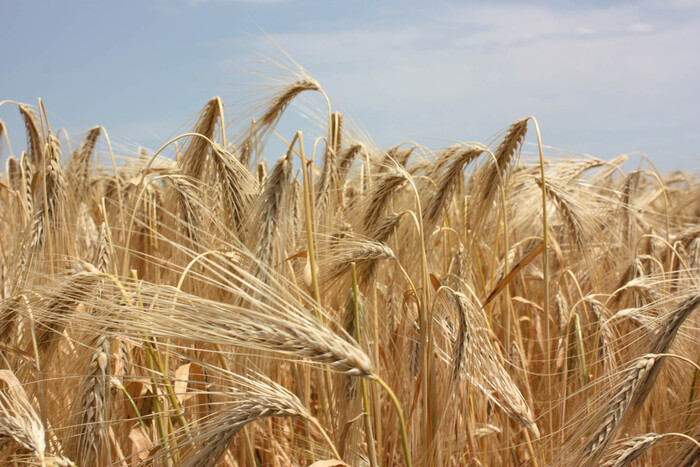 Чи є життя без експорту зерна? Експерт дав прогноз для українських фермерів