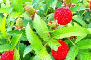 Садівник із Тернопільщини похвалився унікальною ягодою зі свого городу (фото)