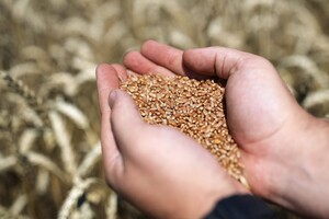 Румунія шукає спосіб допомогти Україні з транспортуванням зерна