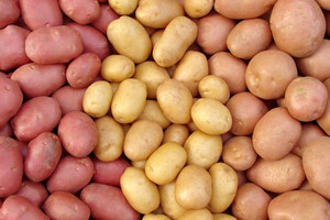 Від бульби до бараболі: як у різних регіонах України називають картоплю