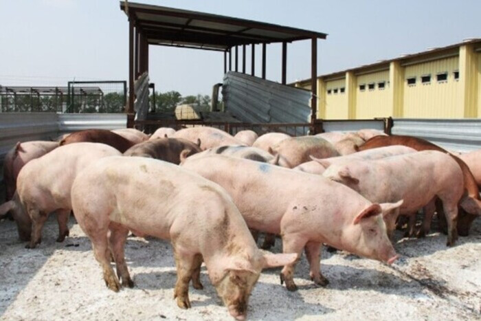 В одній із областей України виявлено африканську чуму свиней