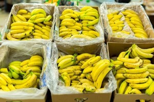 Болгарські митники знайшли 170 кг наркотичних речовин у бананах з Еквадору