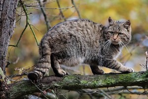 На Тернопільщині помічено дикого кота, який вважався практично зниклим в Україні