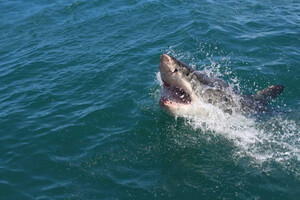На Мальдівах акула напала на росіянина (фото)