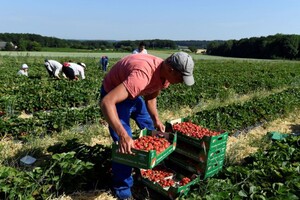Польські фермери у розпачі: через воєнний стан українці не приїдуть на збір полуниці
