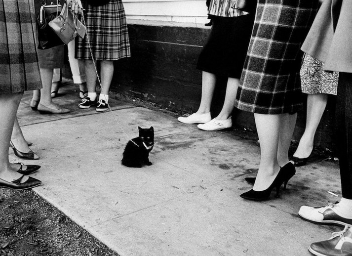 Владельцы чёрных кошек со своими любимицами пришли на кастинг к фильму «Истории ужаса», Голливуд, 1961