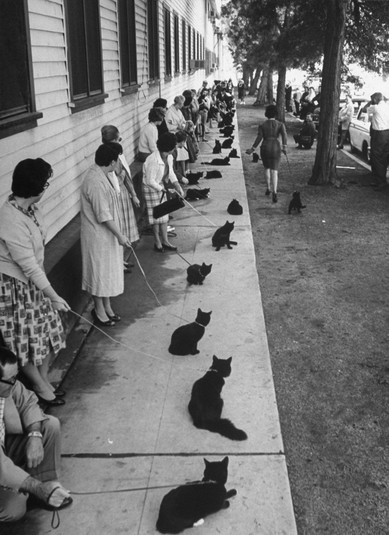 Владельцы чёрных кошек со своими любимицами пришли на кастинг к фильму «Истории ужаса», Голливуд, 1961