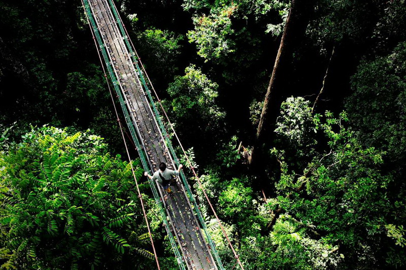 Tree Top Canopy Walk, ��������. 300-�������� ���� ���������� ������� �������� �������� ������������ ���� �� ������� ������. �� ������� ��������� ���������, � ������� ����� ���������� �����, �������� ����� 130-�� ��������� ���. (����: Andrea Pistolesi/Getty Images).