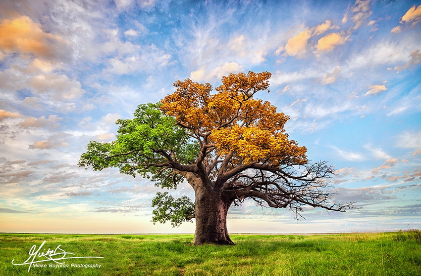 Дерево Жизни. Автор фото: Мики Бойнтон 