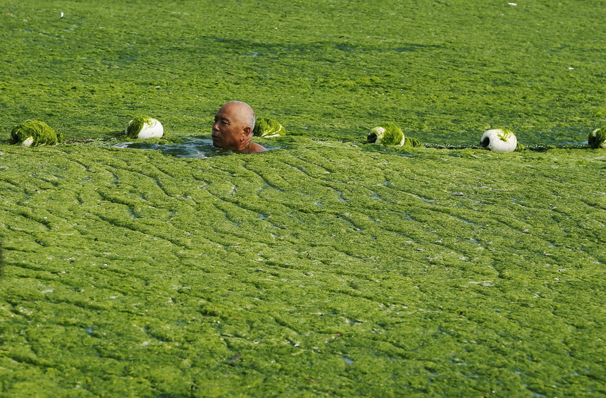 Зеленые водоросли атакуют Китай (фото 19)