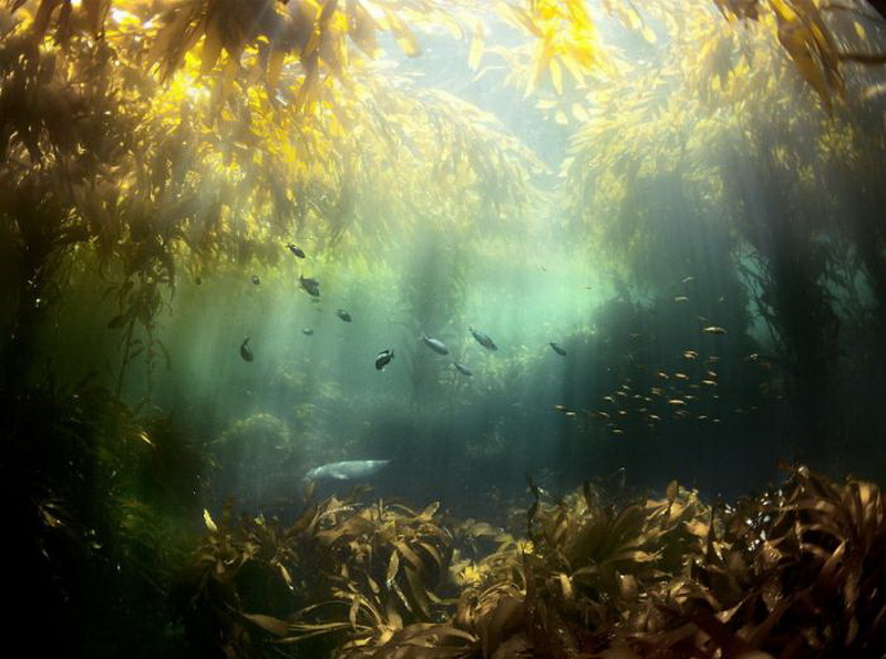 Красивые подводные фотографии, от которых замирает дыхание (фото 31)