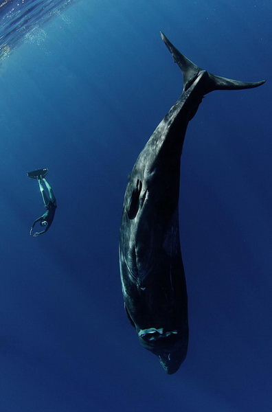 Красивые подводные фотографии, от которых замирает дыхание (фото 36)