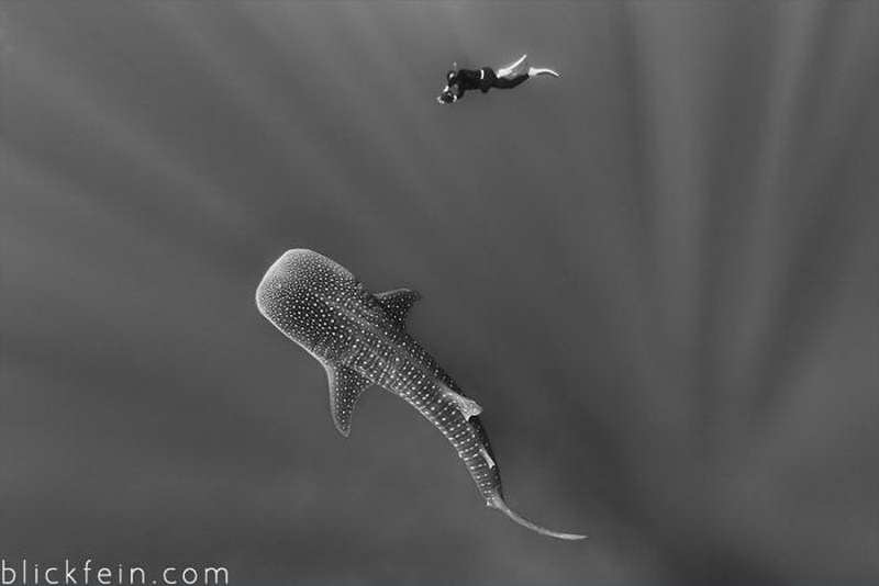 Красивые подводные фотографии, от которых замирает дыхание (фото 4)
