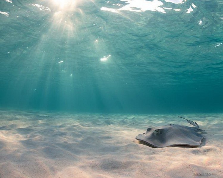 Красивые подводные фотографии, от которых замирает дыхание (фото 7)