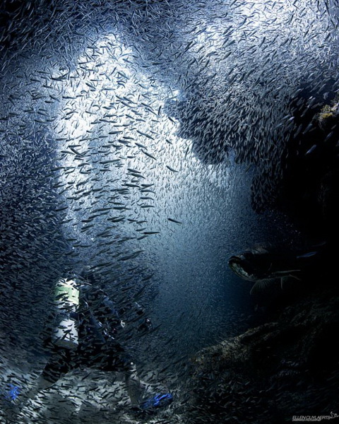 Красивые подводные фотографии, от которых замирает дыхание (фото 9)