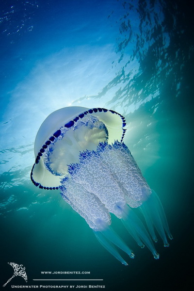 Красивые подводные фотографии, от которых замирает дыхание (фото 19)