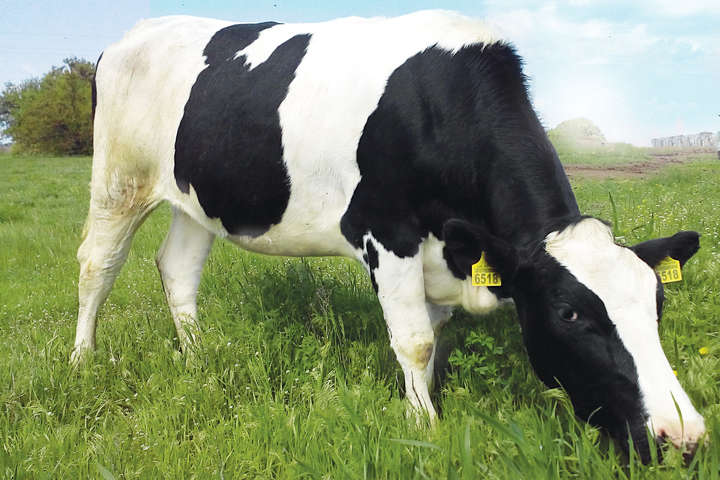 30 млн корів: Бахматюк заявляє про плани відродження скотарства в Україні