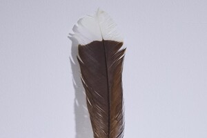 У Новій Зеландії аукціоністи продали пташине перо за $28 тис.: у чому його особливість