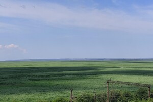 «Такого більше ніде не існує». Еколог розповів про флору на Каховському водосховищі