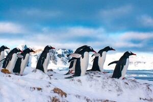 Україна виділила 463 млн гривень на вивчення пінгвінів. Соцмережі в шоці 