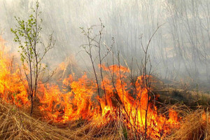 Вогонь перекидається на населені пункти: навколо Сєверодонецька палають ліси (відео) 