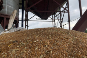 Євросоюз схвалив підвищення мит на зерно з Росії та Білорусі