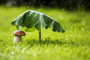 Короткочасні дощі, подекуди з грозами. Погода на 31 травня