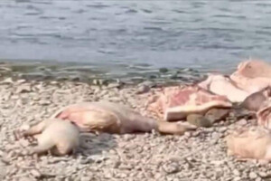 У Чернівцях на березі річки виявлено туші свиней, інфікованих африканською чумою