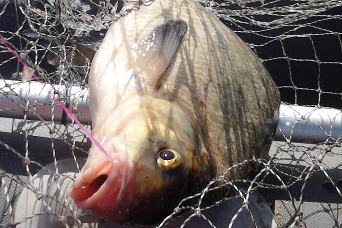  На Вінниччині чоловік отримав 479 тис. штрафу за незаконний вилов риби